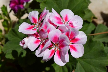 Geranium flower pelargonium