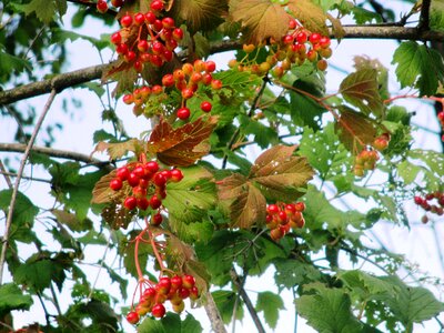 Close up red berries photo