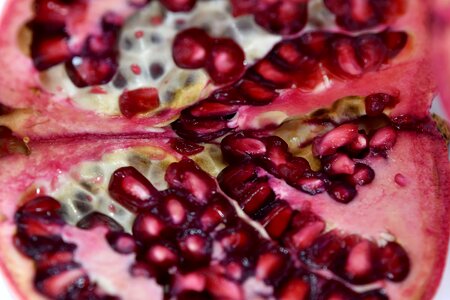 Close-Up fruit kernel
