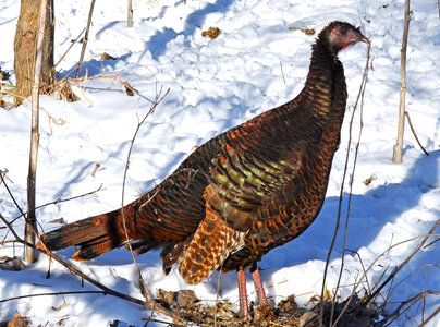 Female Wild Turkey