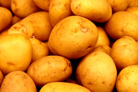 Agriculture food potato photo