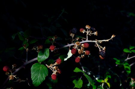 Blackberries healthy food