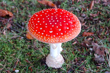 Red fly agaric white dots red white dots photo