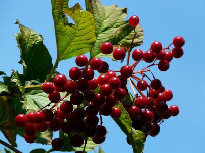 Ripe fruits viburnum opulus photo