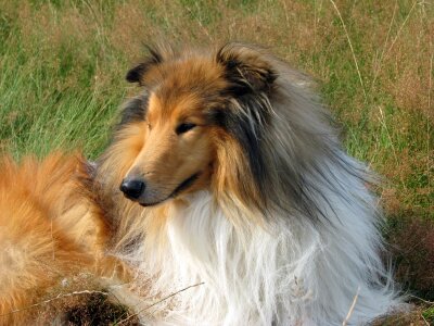 Lassie scottish collie portrait photo