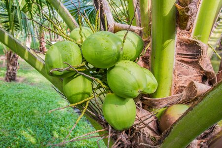 Coconut coconut trees coconut perfume photo
