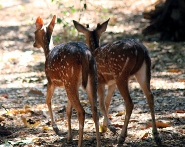 Two Deers Couple photo