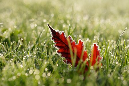 Dew wet frost