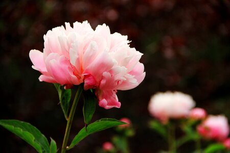 Plant garden nature