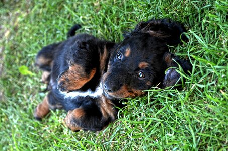 Dog puppy a hybrid
