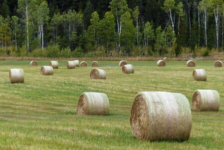 Grass landscape countryside