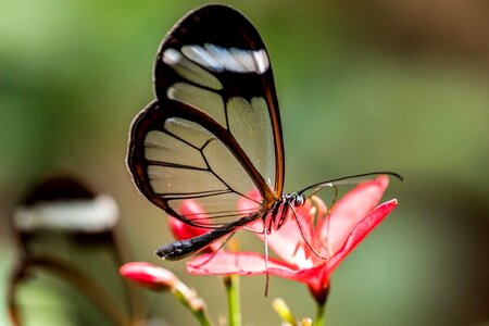 Animal antenna arthropod
