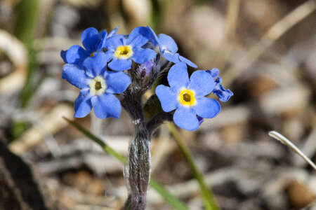 Eritrichium nanum