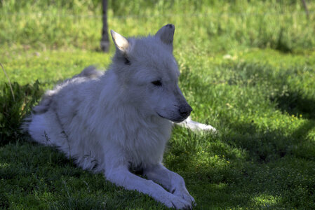 White Wolf sitting in the shade photo