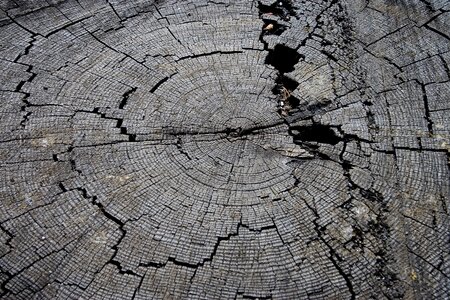 Nature texture timber photo