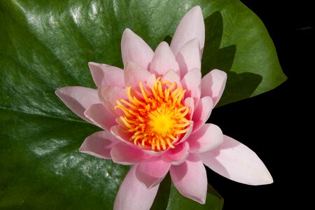 Aquatic plant petals white