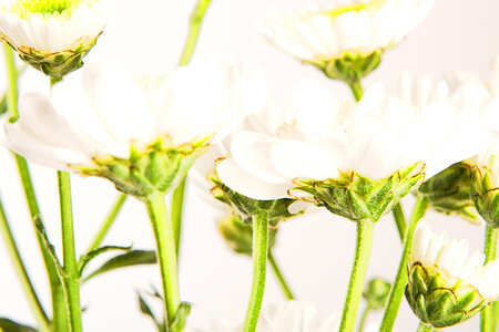 Beautiful White Flowers