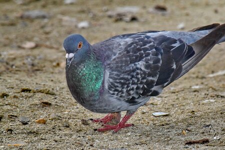 Beach pigeon portrait photo