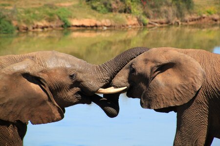 Safari wilderness africa photo