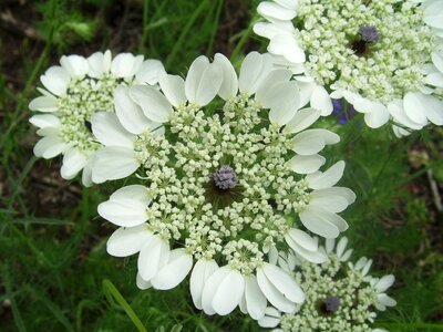 Plant nature spring