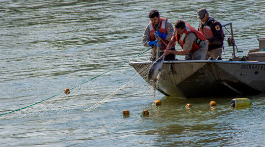 Fisheries crew netting paddlefish-3 photo