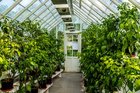 Growing plant natural