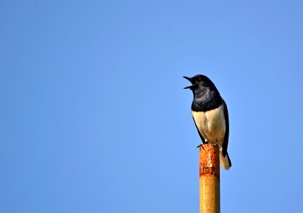 Wildlife sri lanka mawanella photo