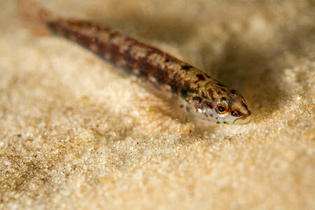 Okaloosa darter-1