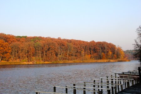 Lake trees web