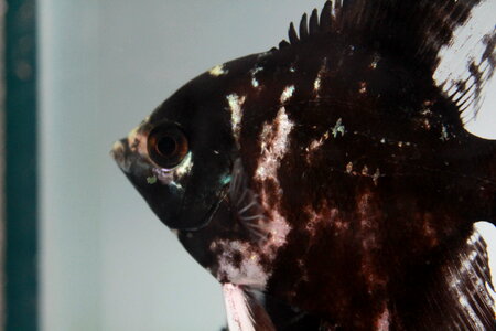 Black Fish Face