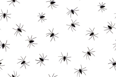 Spider seamless background image photo