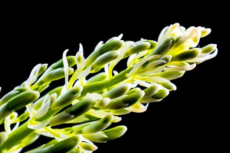 Bloom flower panicle green white photo