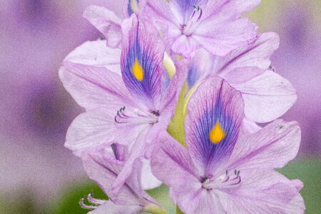 Eichhornia crassipes floating genus
