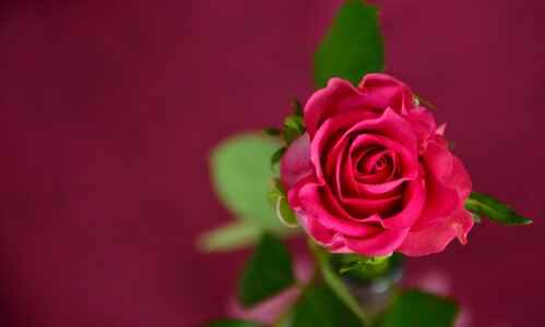 Rose bloom flower romantic