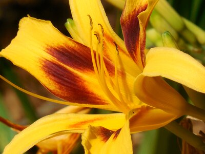 Lily spring floral photo