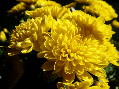 Chrysanthemum ornamental plant flower