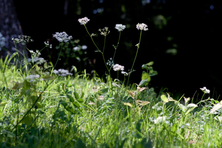 Outdoor meadow sunlight
