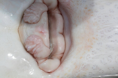 Gulf sturgeon-1