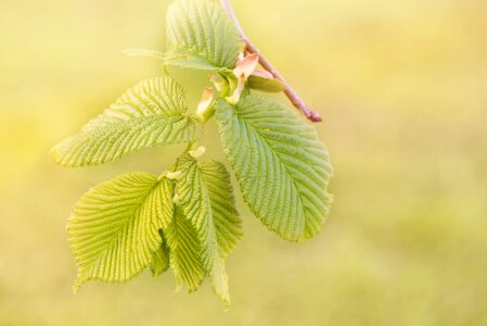 Hanging elm plant close up photo