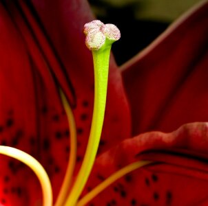 Flower blossom bloom