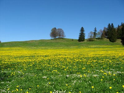 Plant sky grass photo