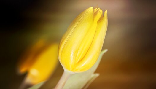 Blossom bloom yellow