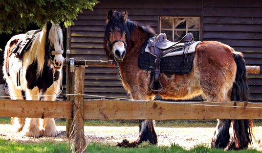 Animal barn cavalry photo