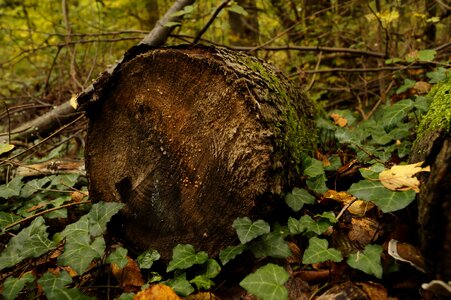 Brown moss forest photo