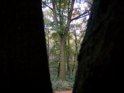 Tree tribe large