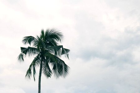 Beach beautiful photo coconut photo