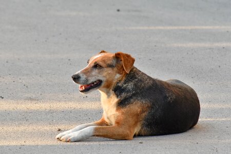 Asphalt laying dog photo