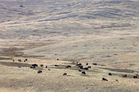 Bison herd-2