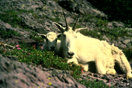 Mountain goat-10 photo