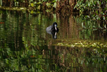 Lake reflections bird photo